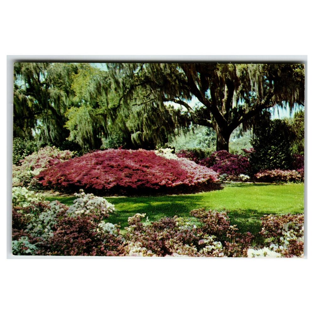 Vintage Southern Azalea Garden Postcard Spanish Moss Dexter Press Ektachrome